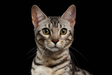 Closeup Portrait of Bengal Kitty Looking at Camera on Black