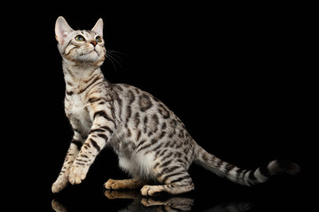 Bengal Kitty Sits and Looking Up on Black
