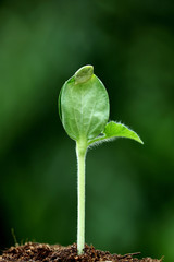 Young plant in hands