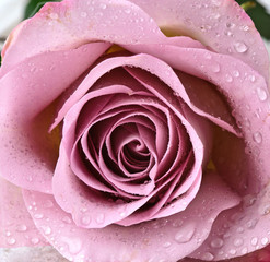 Obraz premium Wonderful, beauty, violet rose :)