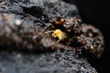 termite