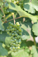 Obraz premium Weintrauben, grün, hell mit Laub, Weinrebe, Weinstock