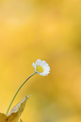 Margherita su sfondo giallo