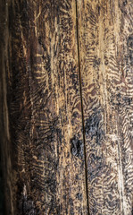 Obraz premium Ips typographus - spruce bark beetle - dead tree