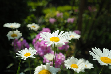 Fototapeta premium White daisies on dark green magenta background.