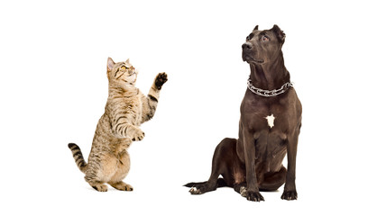 Dog breed Staffordshire Terrier and playful cat Scottish Straight together