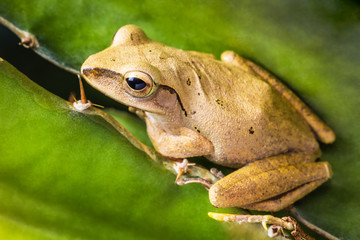 Obraz premium Thai small frog, Pad, Kiet