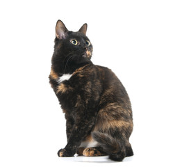 Beautiful graceful cat looking up..