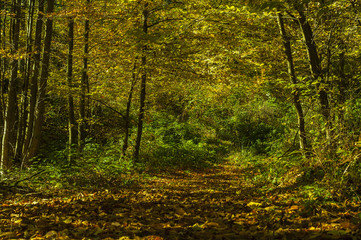 autumn forest path