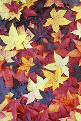 colorful background of maple leaves