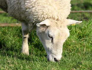 Photo of a female sheep in a pasture.