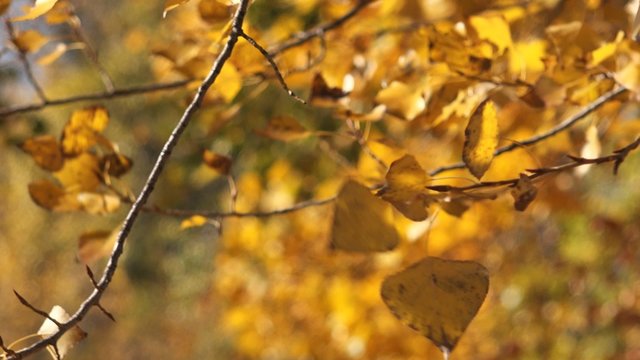 Poplar treetop branches with leaves on wind, yellow leaves swaying on the autumn wind in the park.