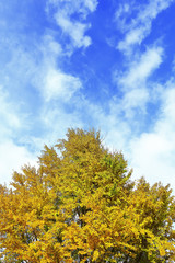 イチョウの黄葉と青空