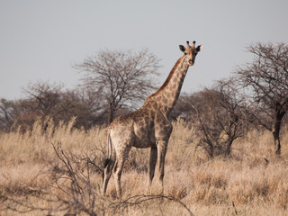 Fototapeta na wymiar Standing giraffe in savanna