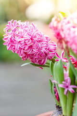Close up shot of fresh pink hyacinth flowers