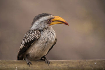 Fototapeta premium southern yellow-billed hornbill