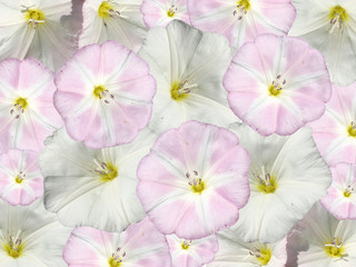 White flower on a white background. Bindweed 