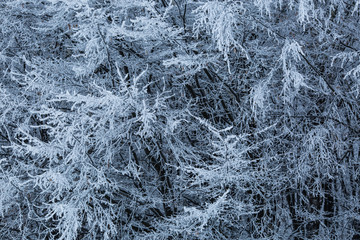 Trees with snow in winter park
