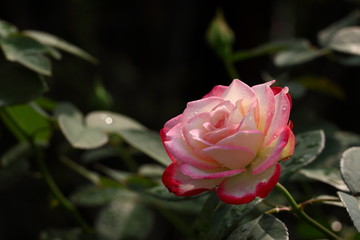Rose/Rose: 'Jubile du prince de Monaco'