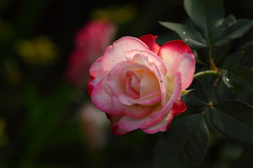 Rose/Rose: 'Jubile du prince de Monaco'