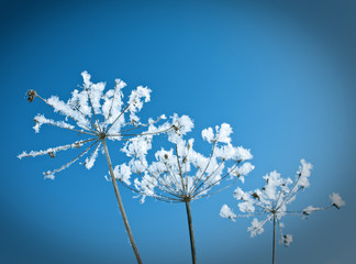 .Frozenned flower close up