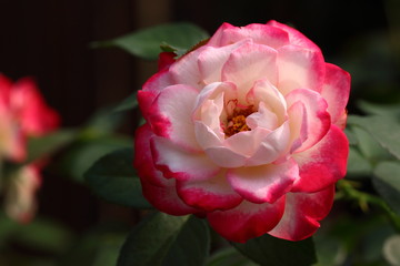 Rose/Rose: 'Jubile du prince de Monaco'
