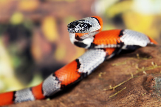 Flase coral snake