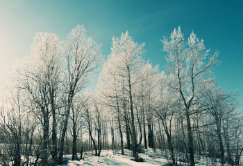 Naklejka na ściany i meble Winter landscape. frozen trees.