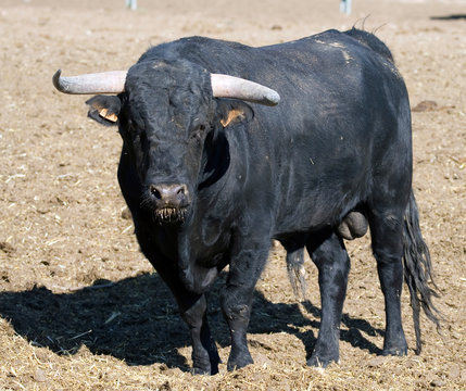 Spanish Bull