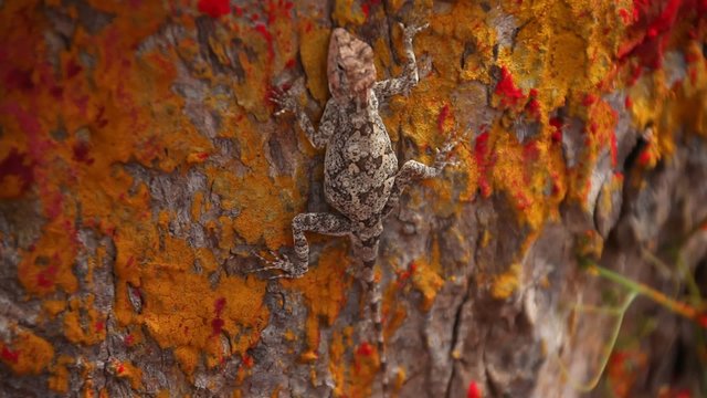 Lizard Hunting Insect