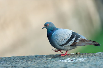 Pigeon on the wall