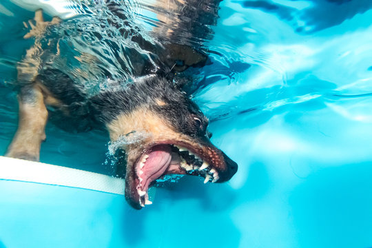 Ausralian Cattle Dog unter Wasser