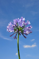 Schmucklilie (Agapanthus africanus) © Robert Biedermann
