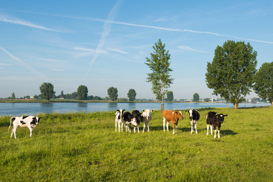 Young cows on the floodplain of a river