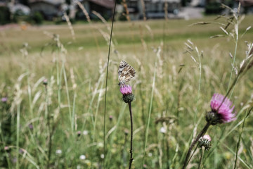 Wild beautiful butterfly