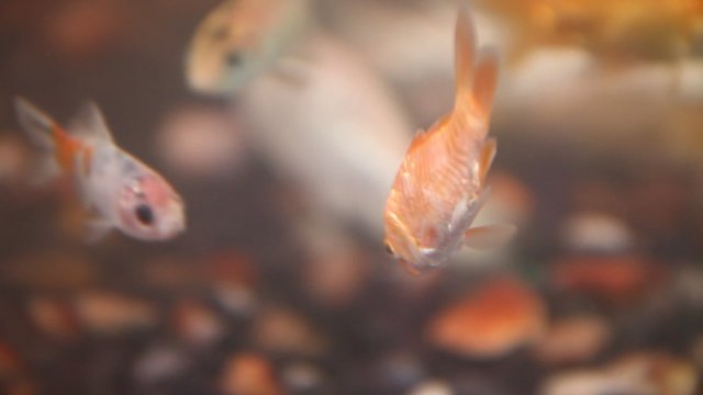 Fishes Breeding In Fish Tank
