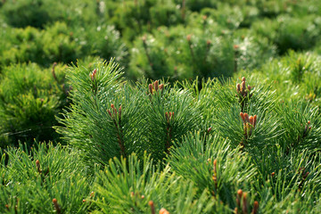 Pinus mugo subsp. mugo
