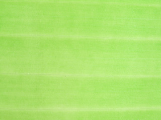 Detail of Green leaf texture background