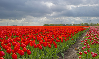 Deteriorating weather over tulips in spring