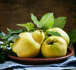 Large ripe quince with leaves on a clay plate with a blue cloth
