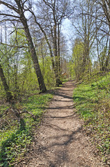 Naklejka na ściany i meble Pastoral green spring path landscape in spring forest and sunshine.
