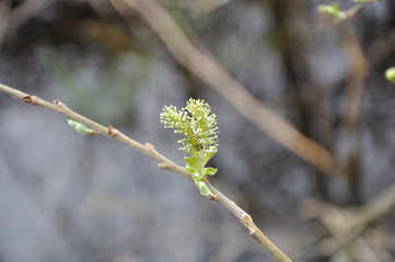 Feathery bud on a willow bush Salix closeup in spring.