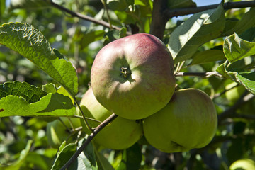 fresh and juicy apples