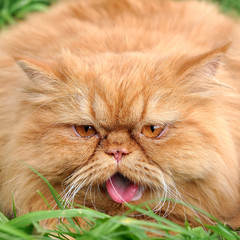 Red cat lying in the green grass and crying