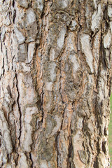 detail of  pine trunk