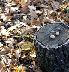 fragment oak a penalty fee and acorns on it, leaves, fall