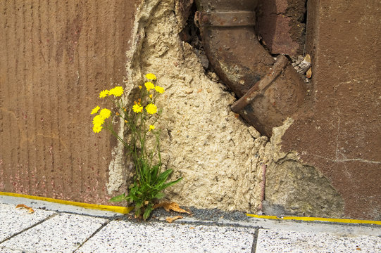 Flowers between stones / Flowers on the Street /