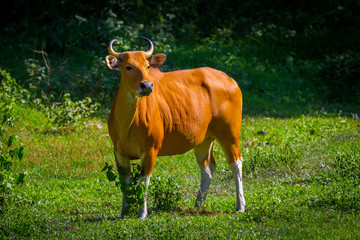 Very close up of Banteng (Bos javanicus)  in real nature 