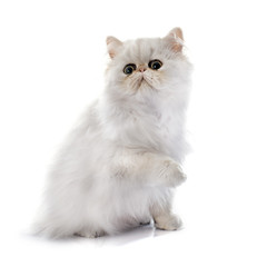 persian kitten © cynoclub