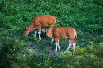 Naklejka na ściany i meble Close up two cubs of Banteng (Bos javanicus) in real nature 